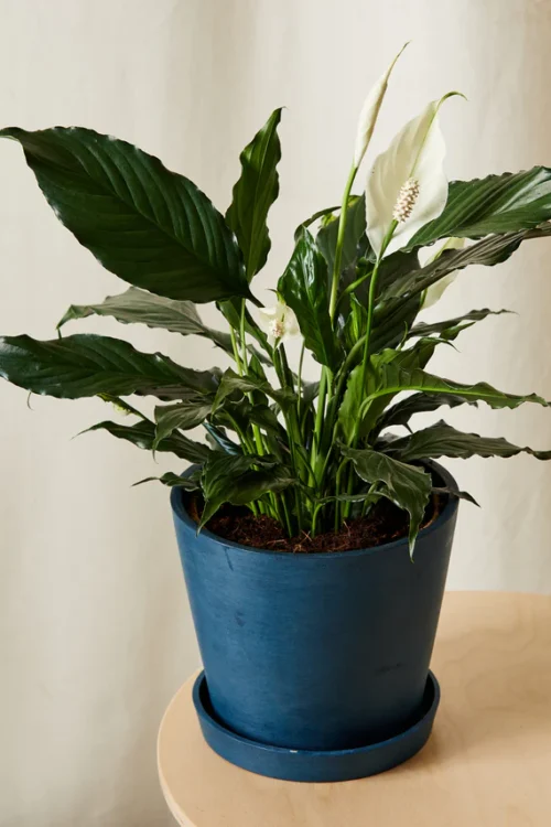 Peace Lily