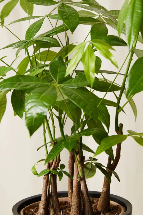 Money Tree Forest