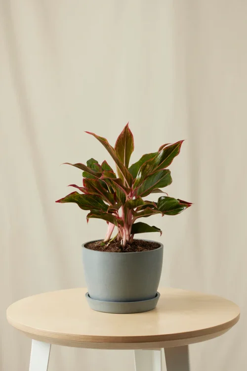 Aglaonema Siam