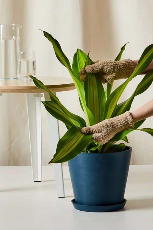 Dracaena Golden Heart