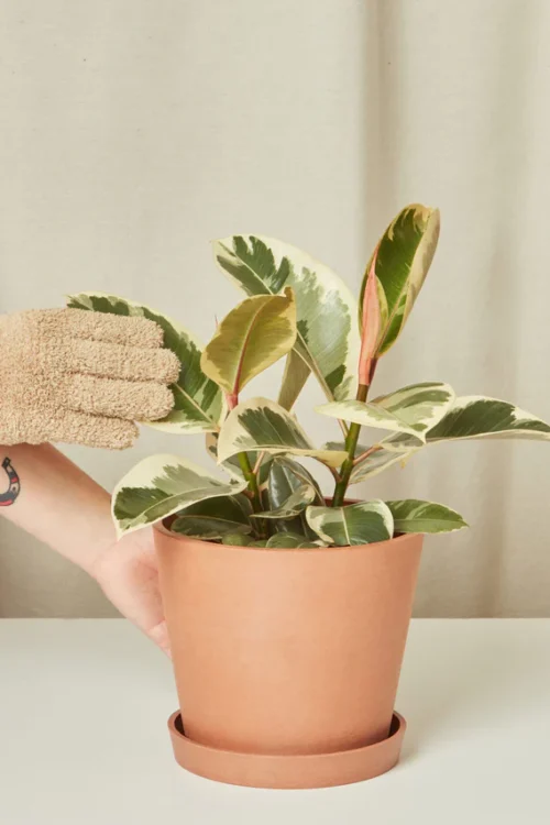 Ficus Tineke