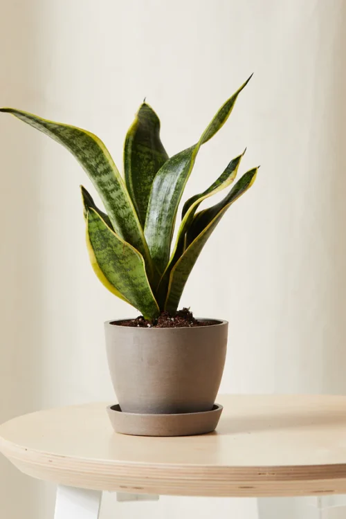 Snake Plant